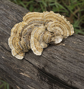 澳大利亚,蘑菇
