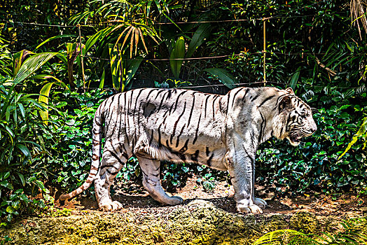 白色,虎,俘获,新加坡动物园,新加坡,亚洲