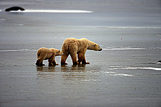 北极熊,幼兽,走,雪中,丘吉尔市,哈得逊湾,曼尼托巴,加拿大