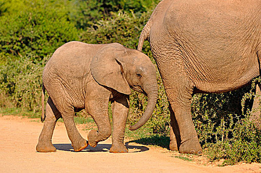 非洲象,幼兽,阿多大象国家公园,东开普省,南非,非洲