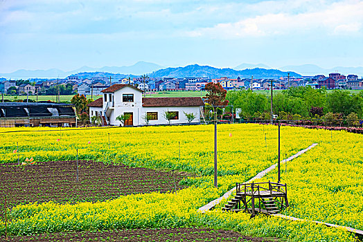 风车,油菜花,春天,花海,栈道