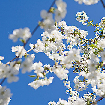 苹果树,开花