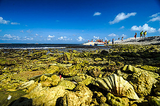 西沙群岛的贝壳海岸