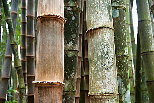 特写,竹子,树,植物园,里约热内卢,巴西