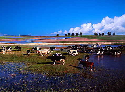 草原牛群湿地