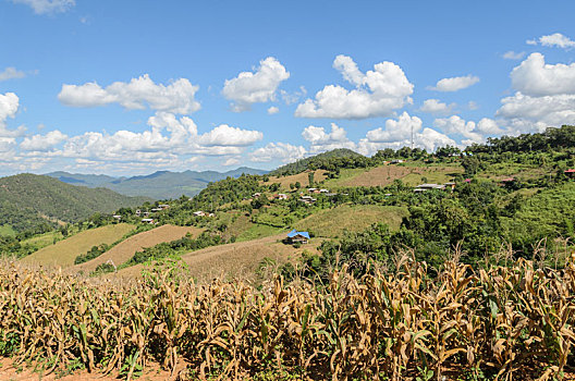 干燥,玉米,梯田,泰国