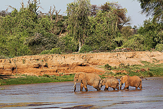 非洲象,女性,河,公园,肯尼亚