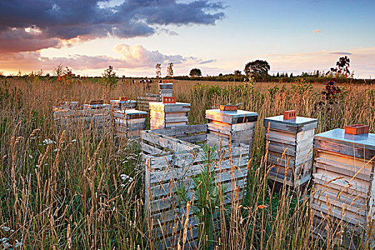 木质,蜂巢,土地,夏天,科茨沃尔德,格洛斯特郡,英格兰