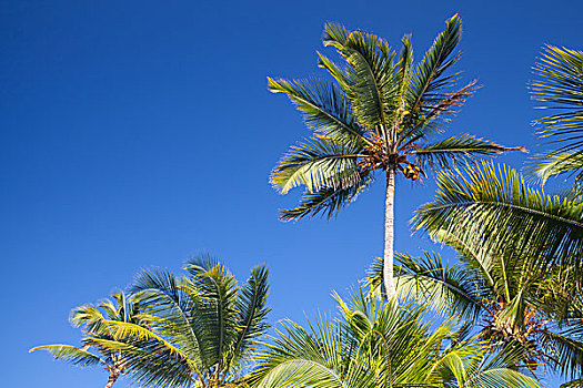 椰树,树,上方,清晰,蓝天,自然,照片,背景
