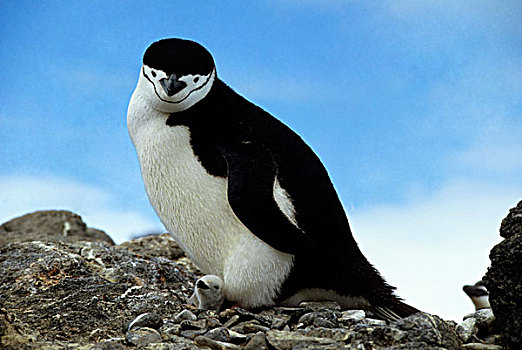 南极,帽带企鹅,幼禽