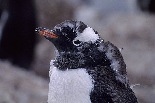 南极半岛,岛屿,巴布亚企鹅,特写