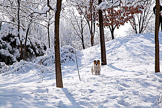 在白色雪地中站着一只白黄花的小狗