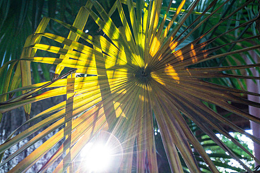 banana,leaves,at,dusk