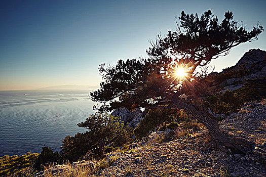 树,海洋,日落,克里米亚,风景,自然,背景
