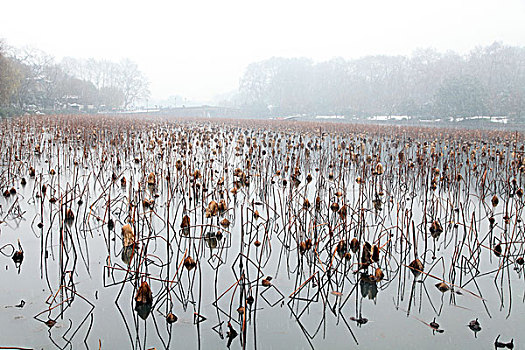 杭州,西湖,荷塘,荷叶,枯萎,干枯,死亡,冬天,平静,姿态,断桥,下雪