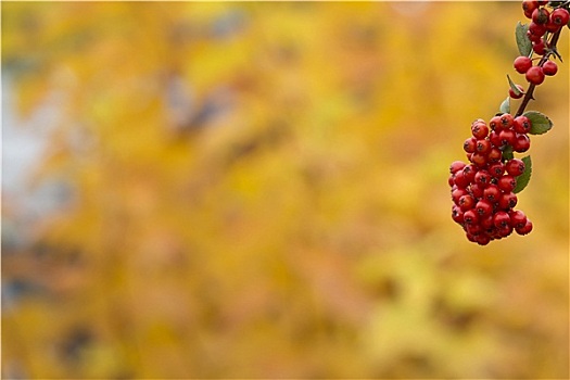 红色,欧洲花楸,秋天,背景