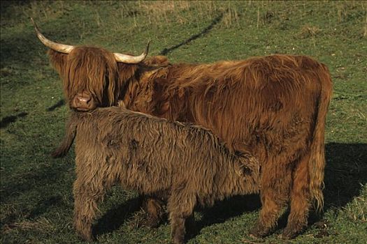 苏格兰,菜牛,母牛,进食,幼兽