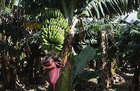 芭蕉属植物,哥斯达黎加,中美洲