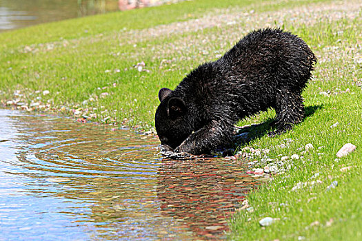 美洲黑熊,幼兽,水,喝,蒙大拿,美国,北美