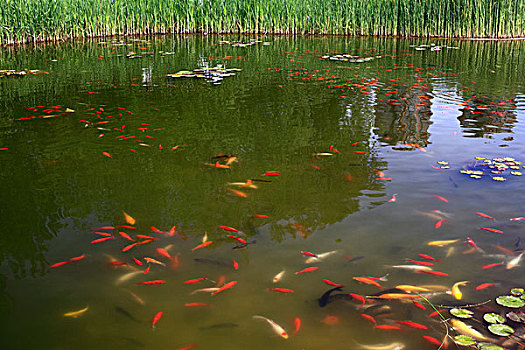 庭院,园林