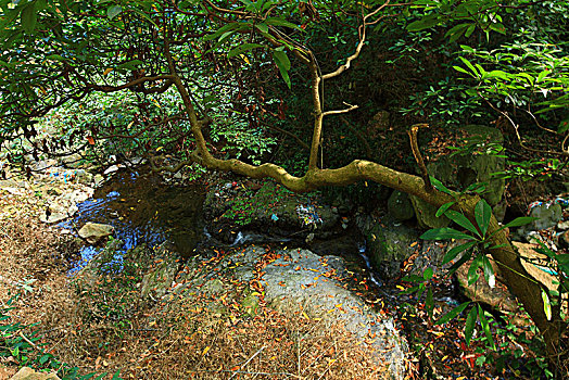 鄞州,塘溪镇,东山古道,竹林,山路