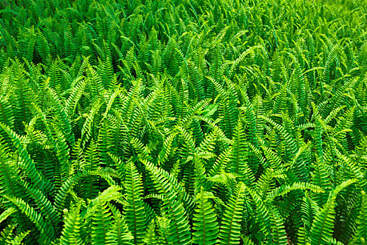 蕨类植物叶子背景