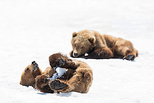 棕熊,幼兽,雪地,堪察加半岛,俄罗斯,欧洲