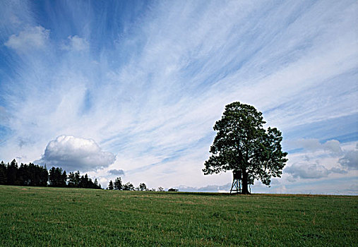 树,风景,捷克共和国