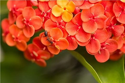 蚂蚁,橙色,花,特写