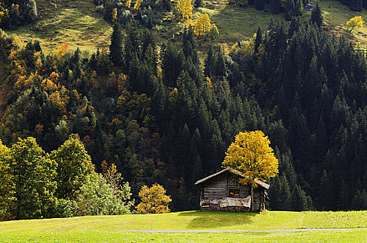 小屋,树林,格林德威尔,伯尔尼阿尔卑斯山,瑞士