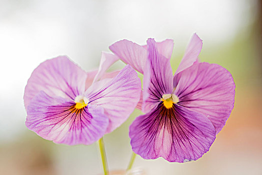 漂亮,三色堇,花,紫色