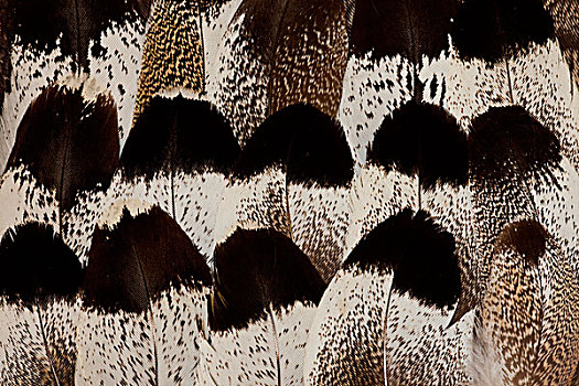 灰颈鹭鸨,羽毛,设计