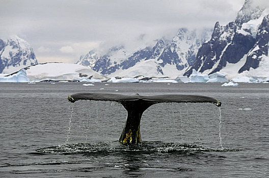 南极半岛,阿根廷,岛屿,驼背鲸,次序