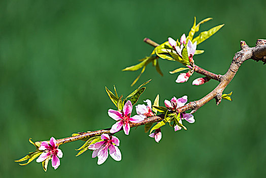 桃花开