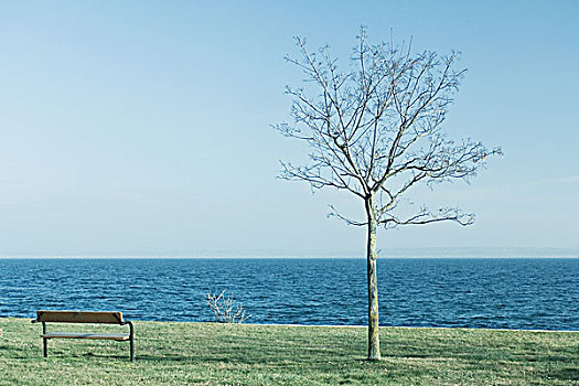 树,长椅,边缘,湖