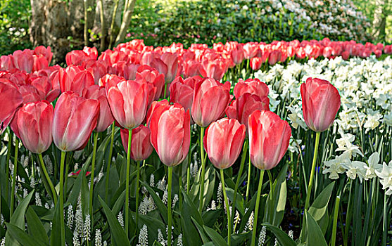 花坛,红色,郁金香,郁金香属,库肯霍夫公园,荷兰,欧洲