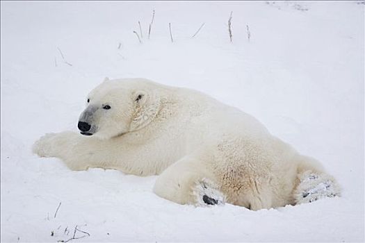 北极熊,肚子,放入,雪,丘吉尔市,曼尼托巴,加拿大