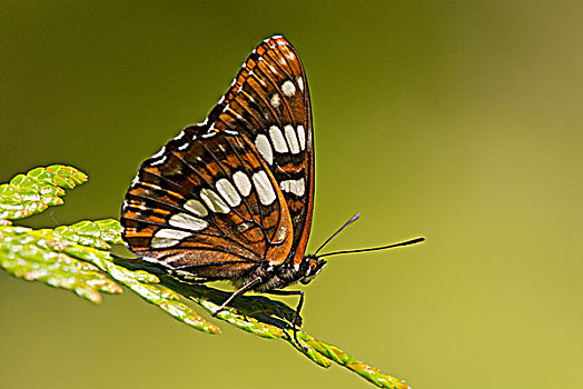 彩蝶,不列颠哥伦比亚省,加拿大