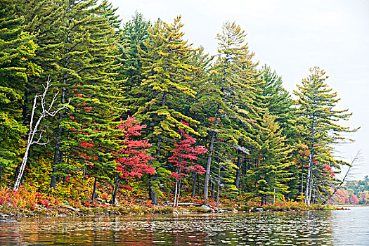 红枫,树,白色,松树,基拉尼省立公园,安大略省,加拿大