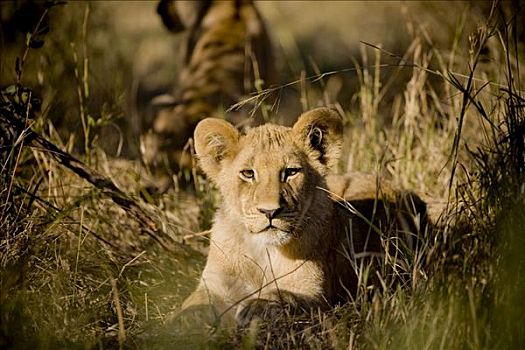 狮子,幼兽,卧,草,奥卡万戈三角洲,博茨瓦纳,非洲