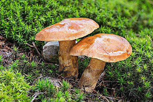 牛肝菌,落叶松属植物,蘑菇,巴特洪堡,黑森州,德国,欧洲