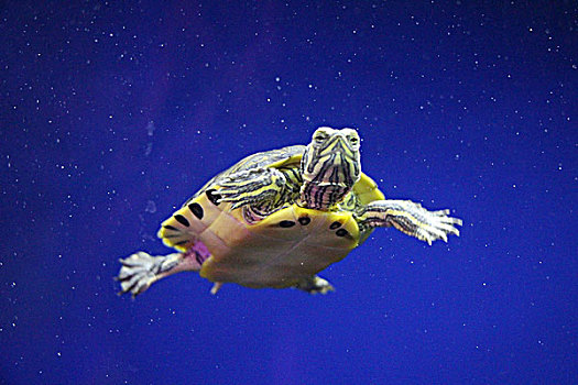 蓝色背景游动的小巴西龟