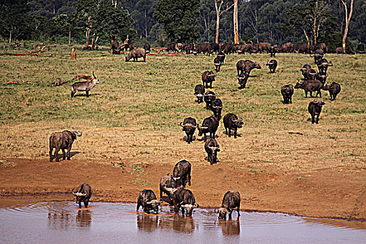 肯尼亚非洲水牛-树顶旅馆水牛群饮水