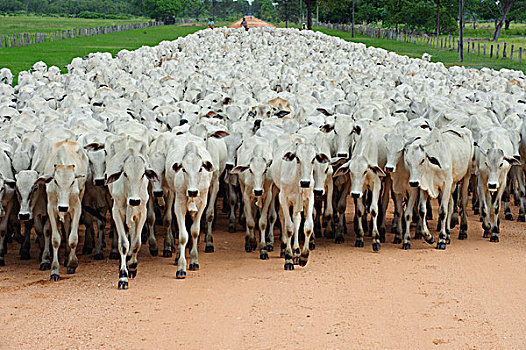 家牛,牧群,途中,潘塔纳尔,巴西