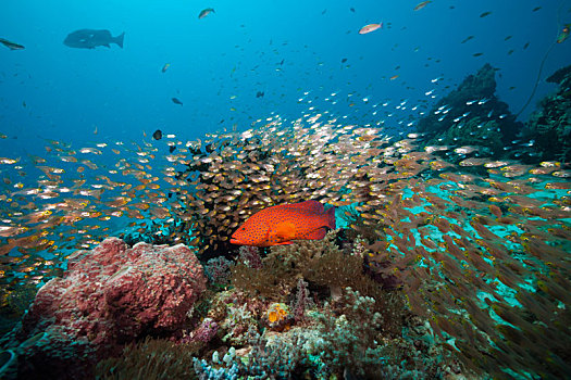 珊瑚礁,玻璃,鱼,科莫多国家公园,印度尼西亚