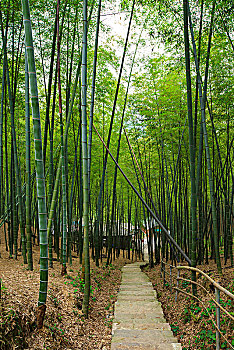 山路,竹林,吊床,台阶