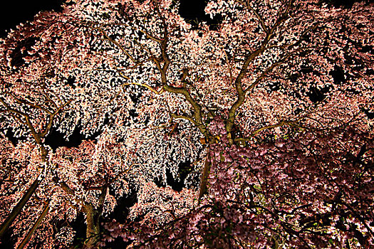 光亮,樱桃树,福岛,日本
