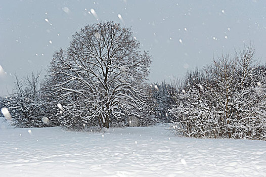 冬季风景,下雪,多瑙河,湿地,国家公园,下奥地利州,奥地利,欧洲