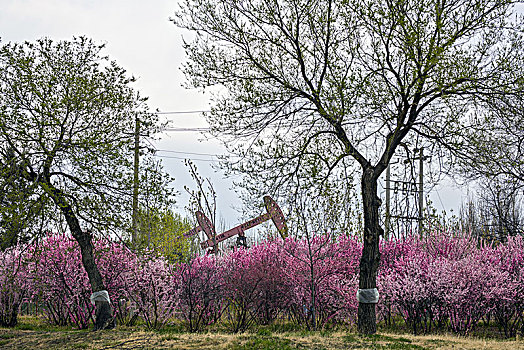 桃花,绿树,油田