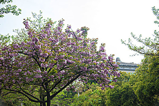 武汉大学校园樱花